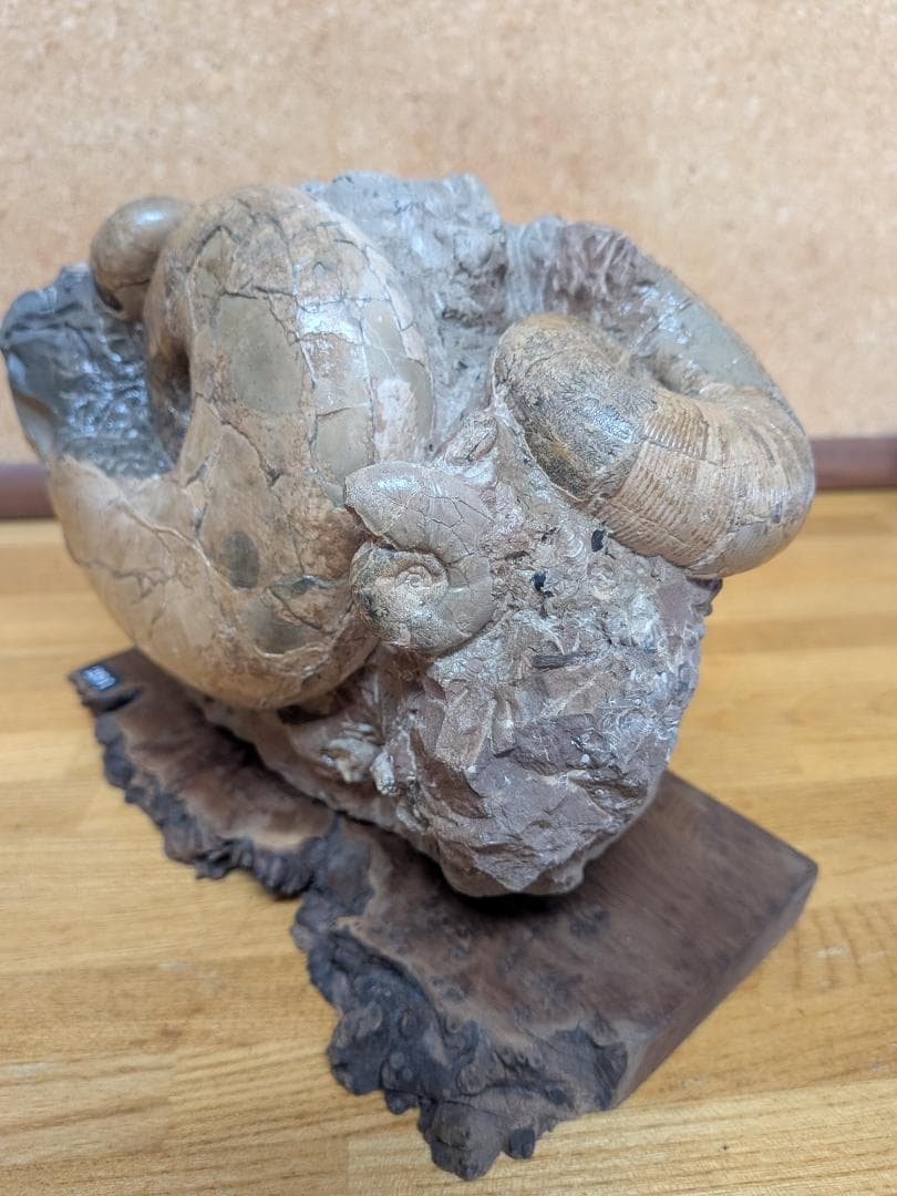 アンモナイト化石 12cm(291)