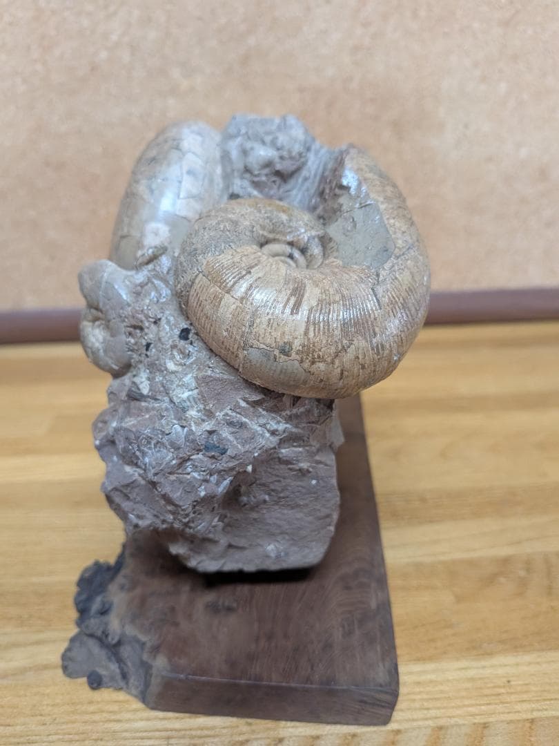 アンモナイト化石 12cm(291)