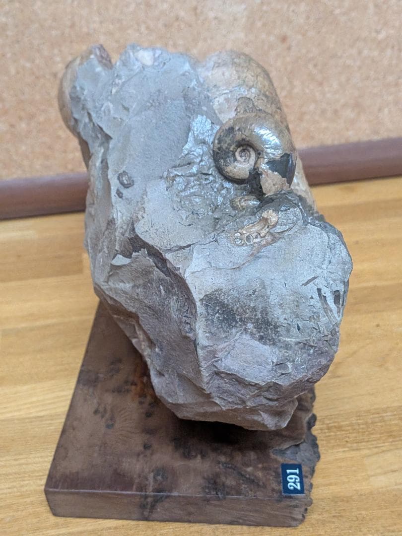 アンモナイト化石 12cm(291)