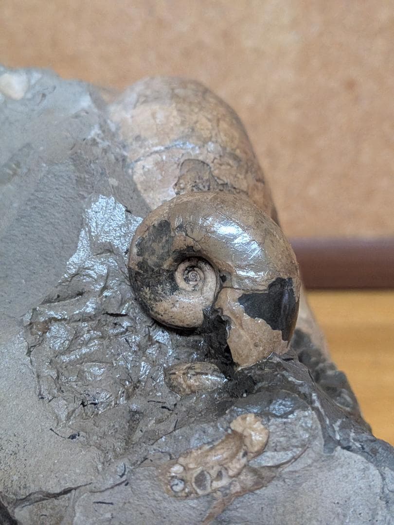 アンモナイト化石 12cm(291)