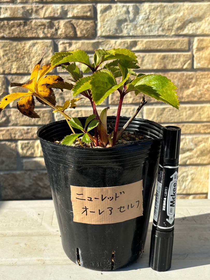 ニューレッドオーレアセルフ★クリスマスローズ交配苗★開花年数経過株