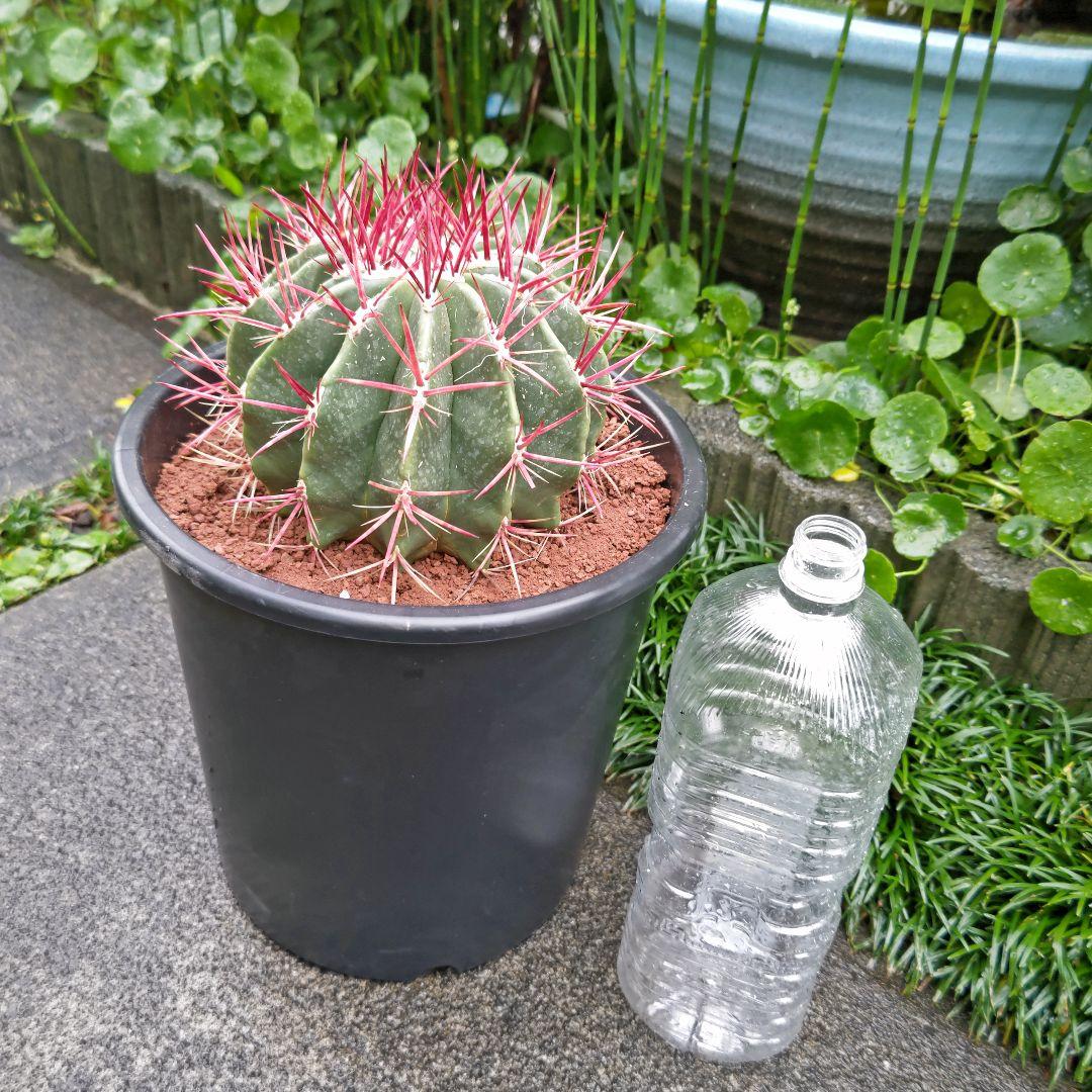 フェロカクタス 赤鳳 セキホウ 8号 ロックガーデン 観葉植物 超美品 サボテン