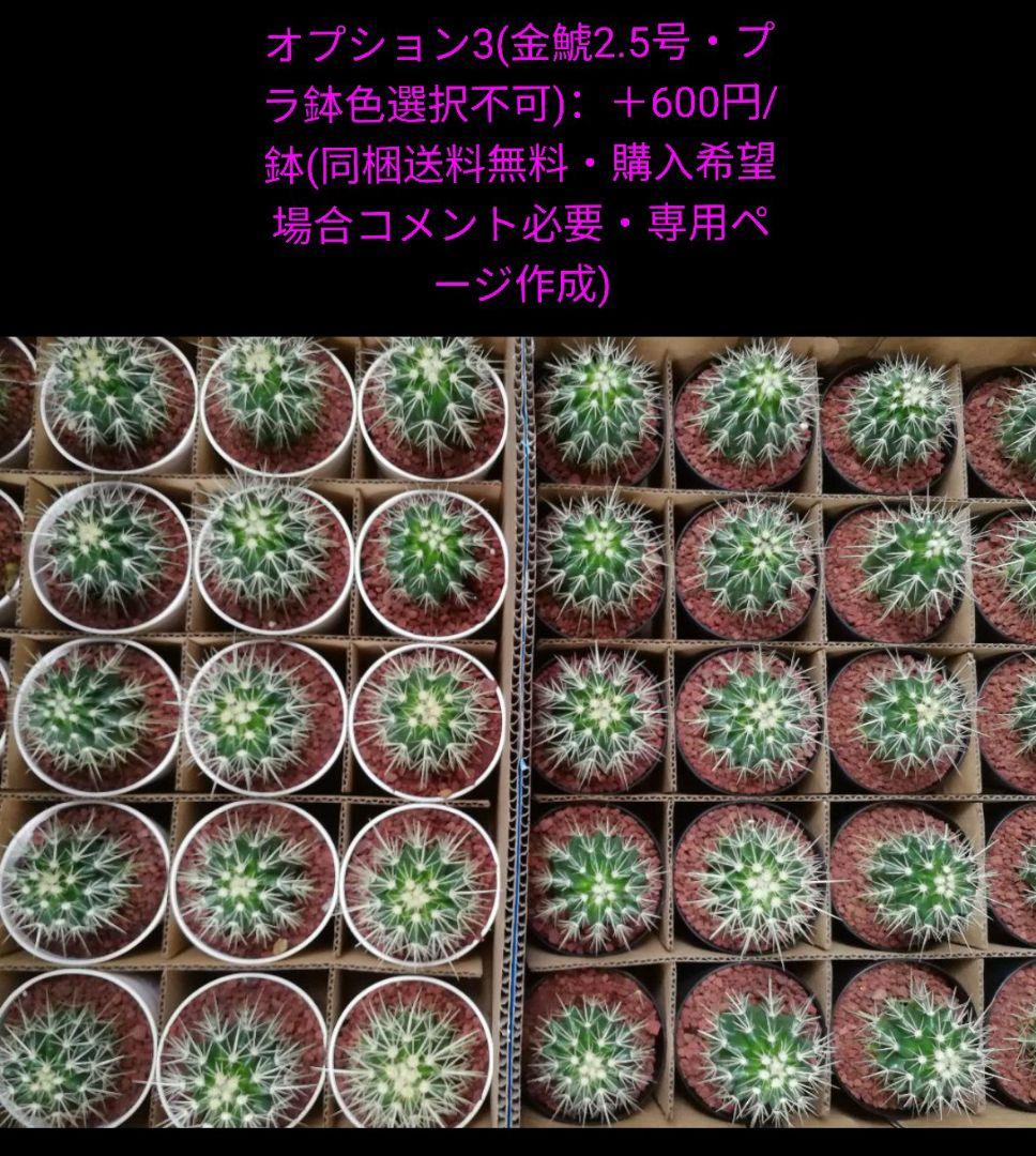 フェロカクタス 赤鳳 セキホウ 8号 ロックガーデン 観葉植物 超美品 サボテン