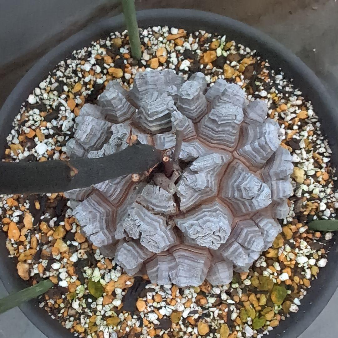 鉢径23㌢　実生丸型　長谷川園芸　亀甲竜　株幅13.8センチ　鉢ごと送料込み