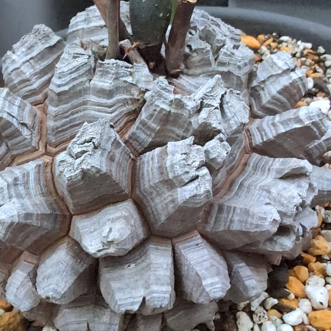 鉢径23㌢　実生丸型　長谷川園芸　亀甲竜　株幅13.8センチ　鉢ごと送料込み