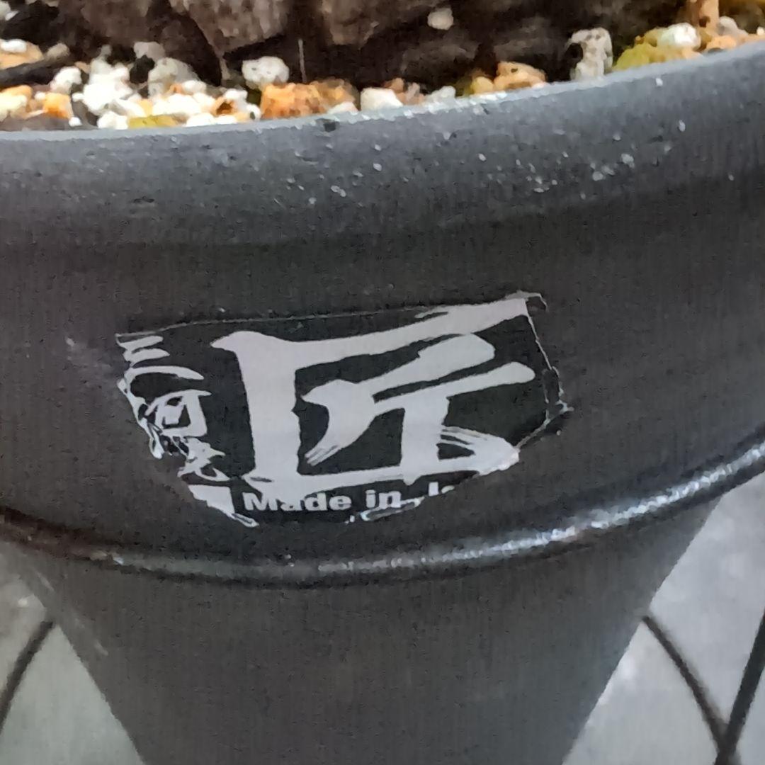 鉢径23㌢　実生丸型　長谷川園芸　亀甲竜　株幅13.8センチ　鉢ごと送料込み