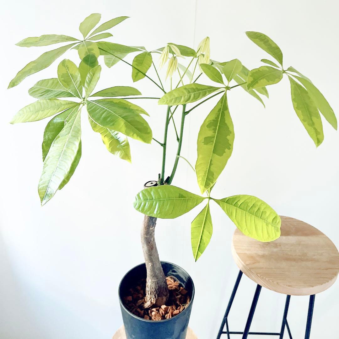 斑入り パキラ ムーンライト アートストーンポット 観葉植物 室内