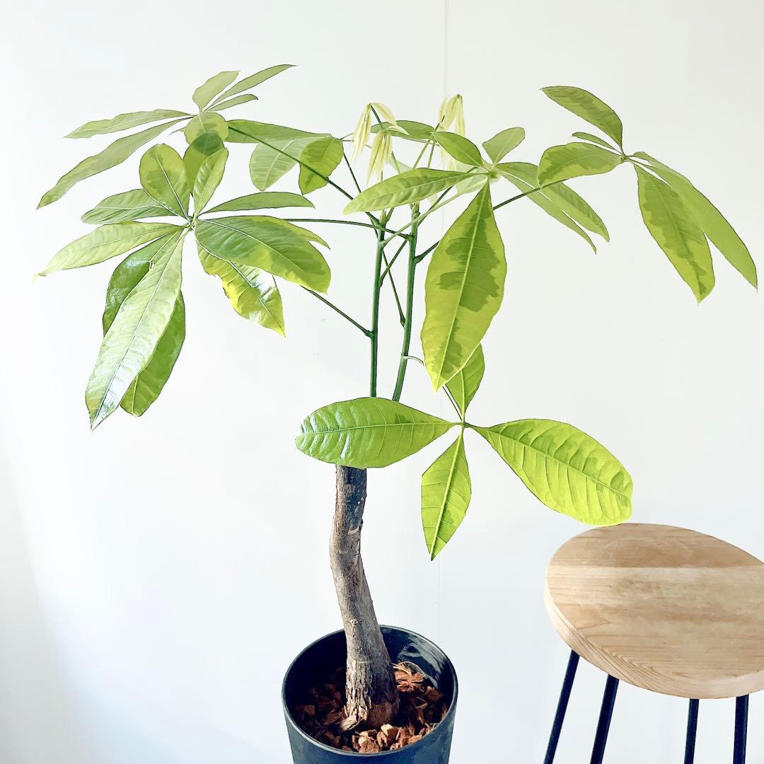 斑入り パキラ ムーンライト アートストーンポット 観葉植物 室内