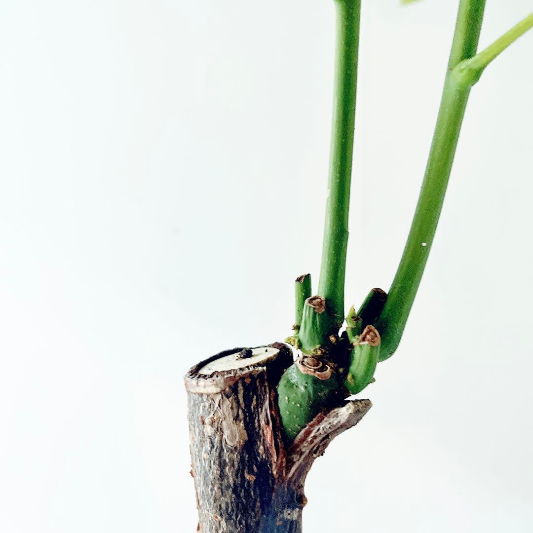 斑入り パキラ ムーンライト アートストーンポット 観葉植物 室内