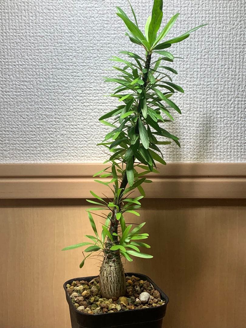 フォークイエリア プルプシー　国内実生株