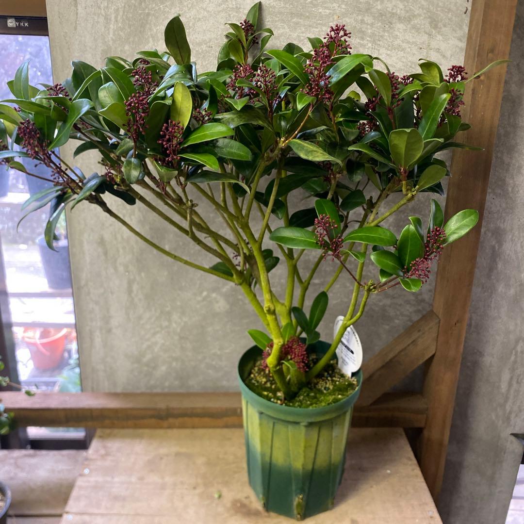 常緑低木　スキミア　ルベラ