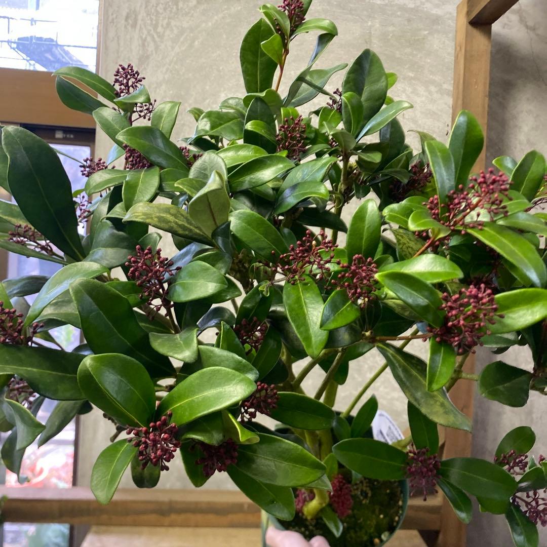 常緑低木　スキミア　ルベラ