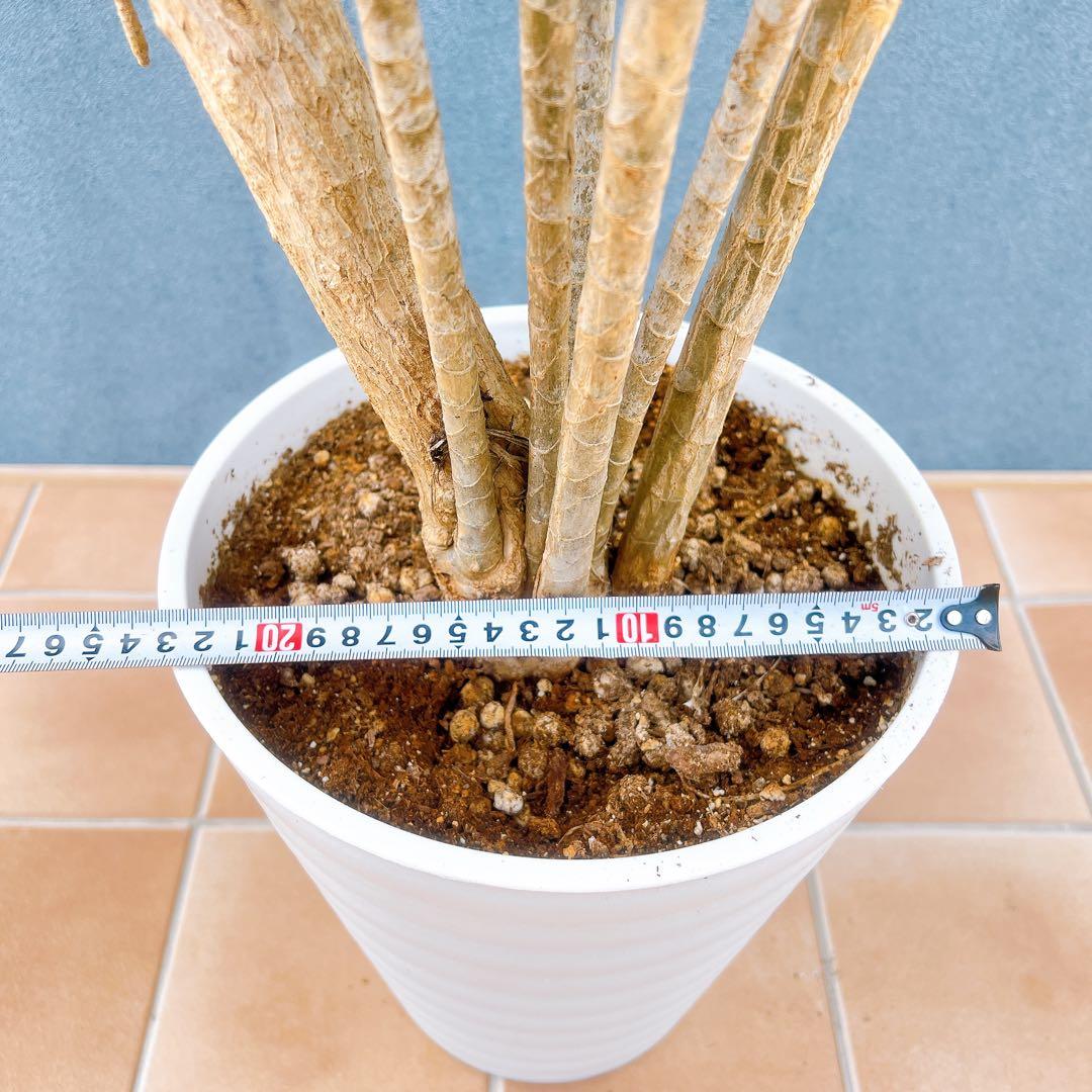 現品　ドラセナ　コンシンネ　トリカラー　28番　観葉植物　特大　インテリア　室内