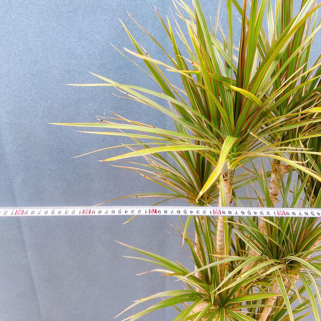 現品　ドラセナ　コンシンネ　トリカラー　28番　観葉植物　特大　インテリア　室内