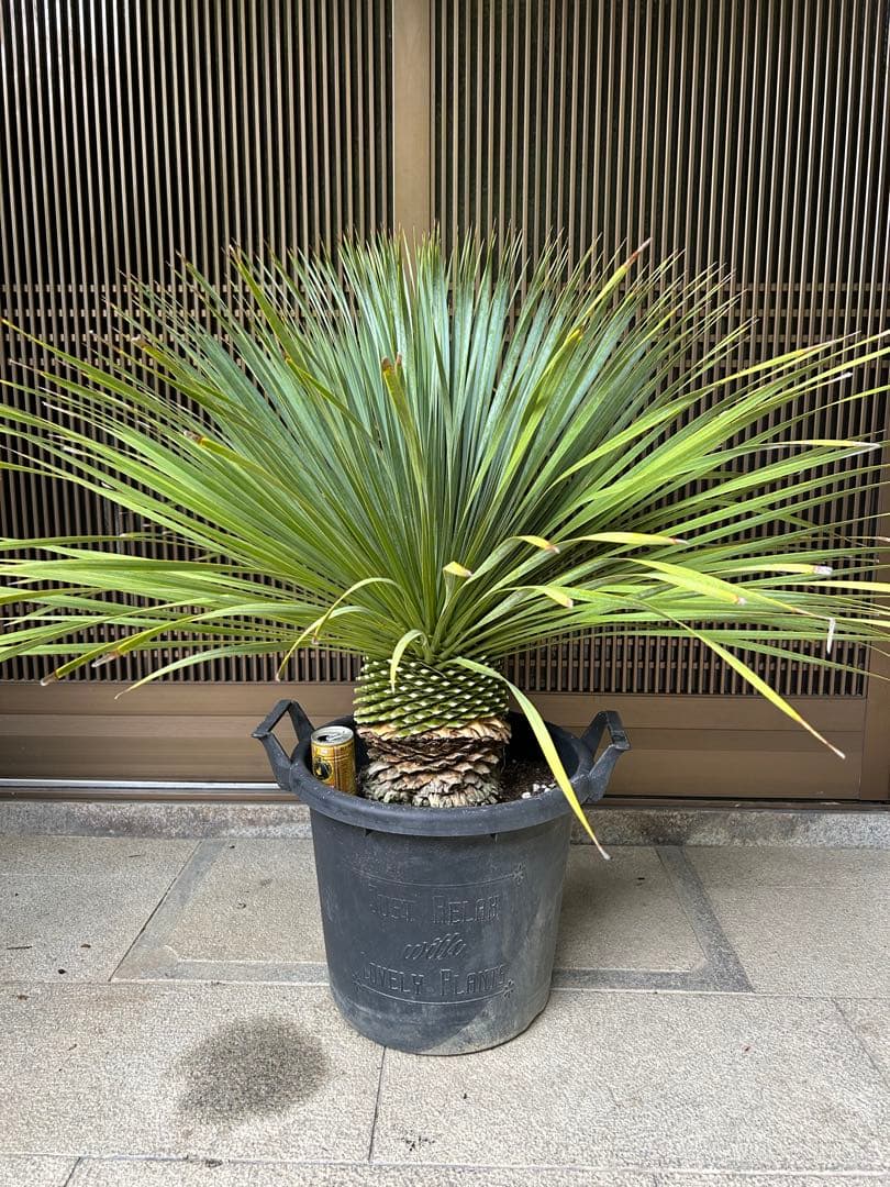 ユッカ　ロストラータ　極太の幹立　ボリューム株　13号　発根済み