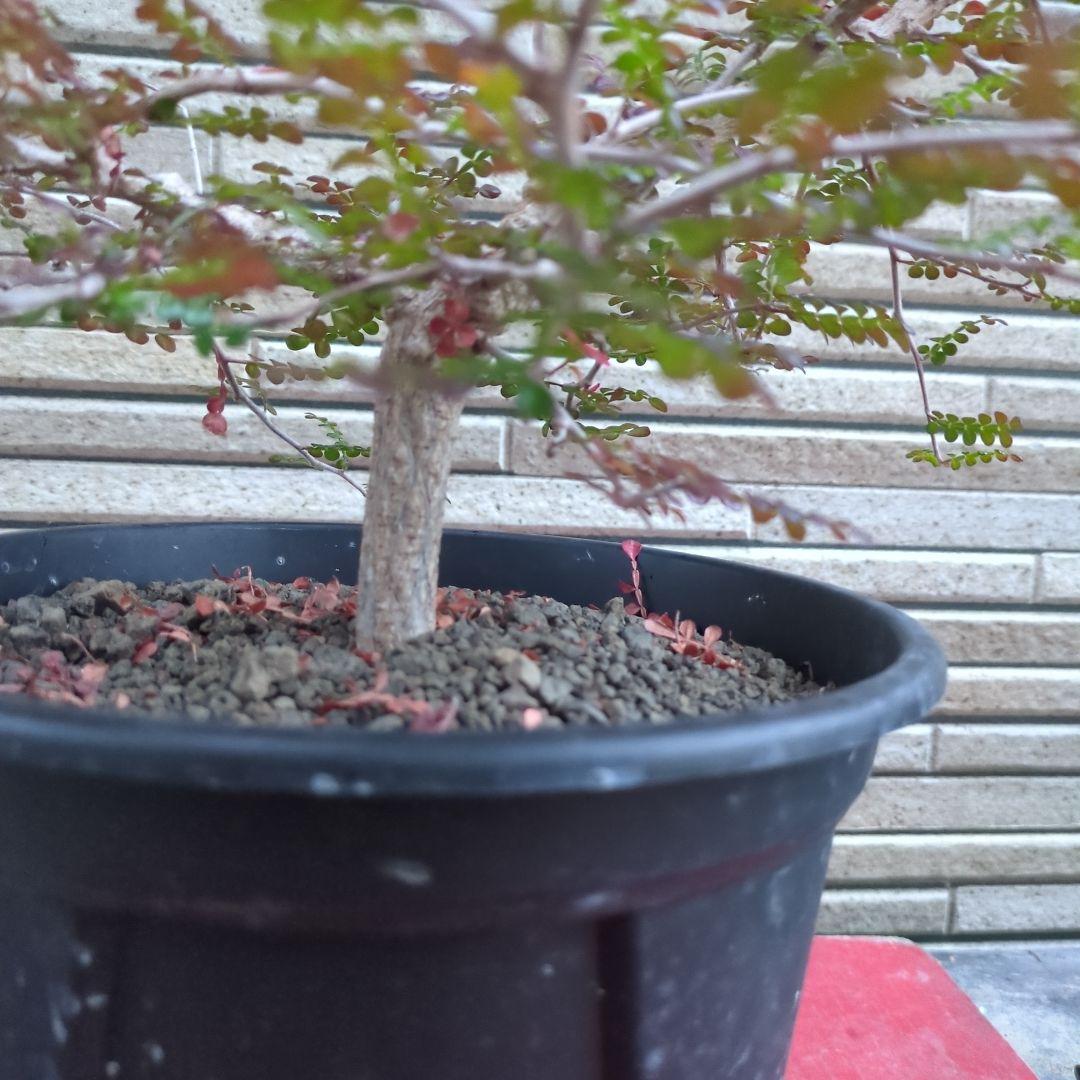 オペルクリカリア　デカリー　親株　実生　発根済み　鉢ごと発送