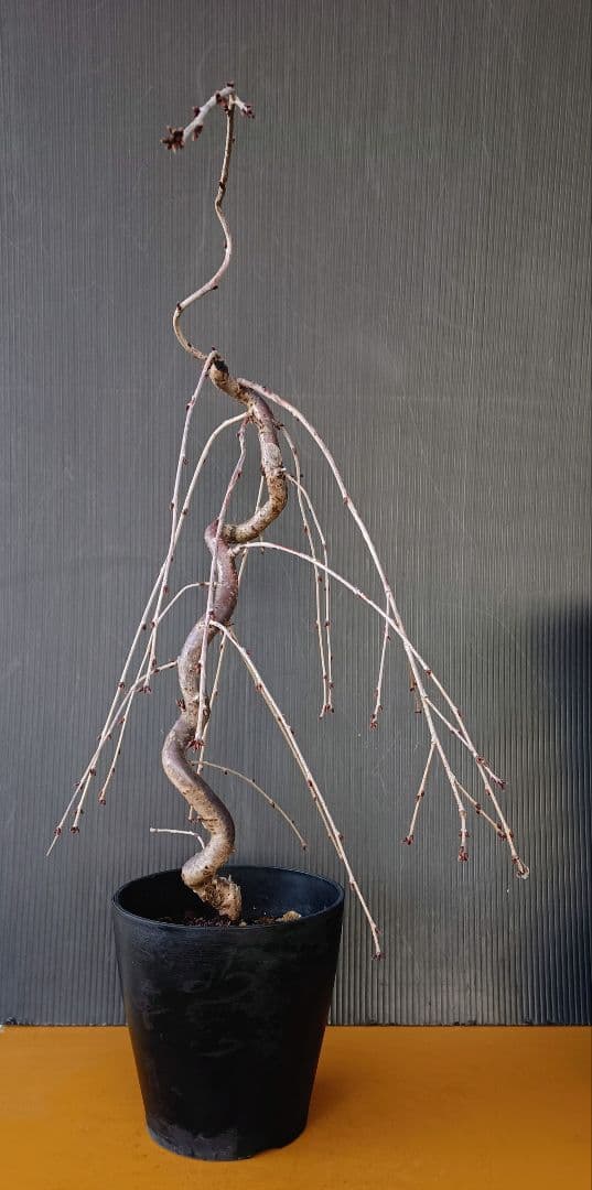 富士枝垂桜盆栽 4