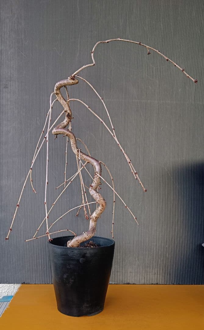 富士枝垂桜盆栽 4