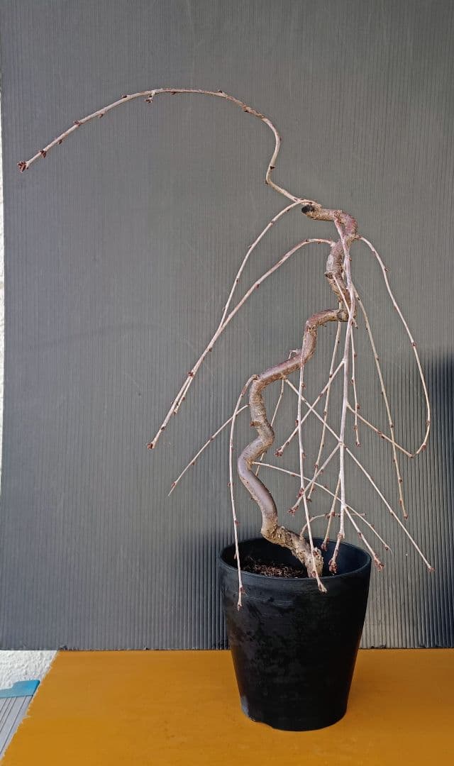 富士枝垂桜盆栽 4