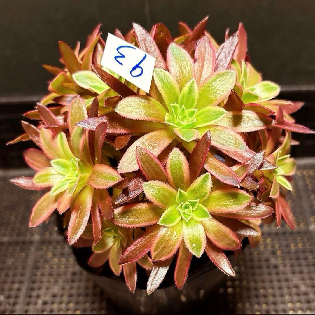 93#多肉植物アエオニウム錦❤️フェニックフレイム錦❤️16大頭15cm拔き苗