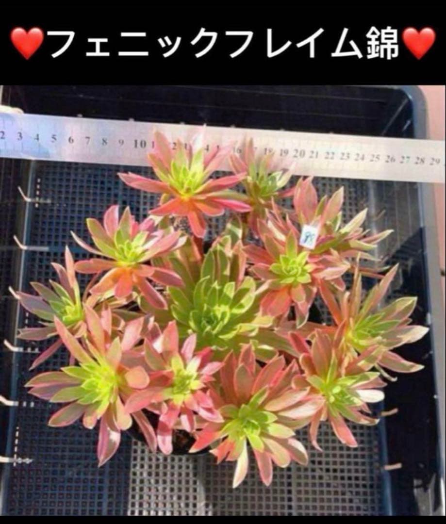 93#多肉植物アエオニウム錦❤️フェニックフレイム錦❤️16大頭15cm拔き苗
