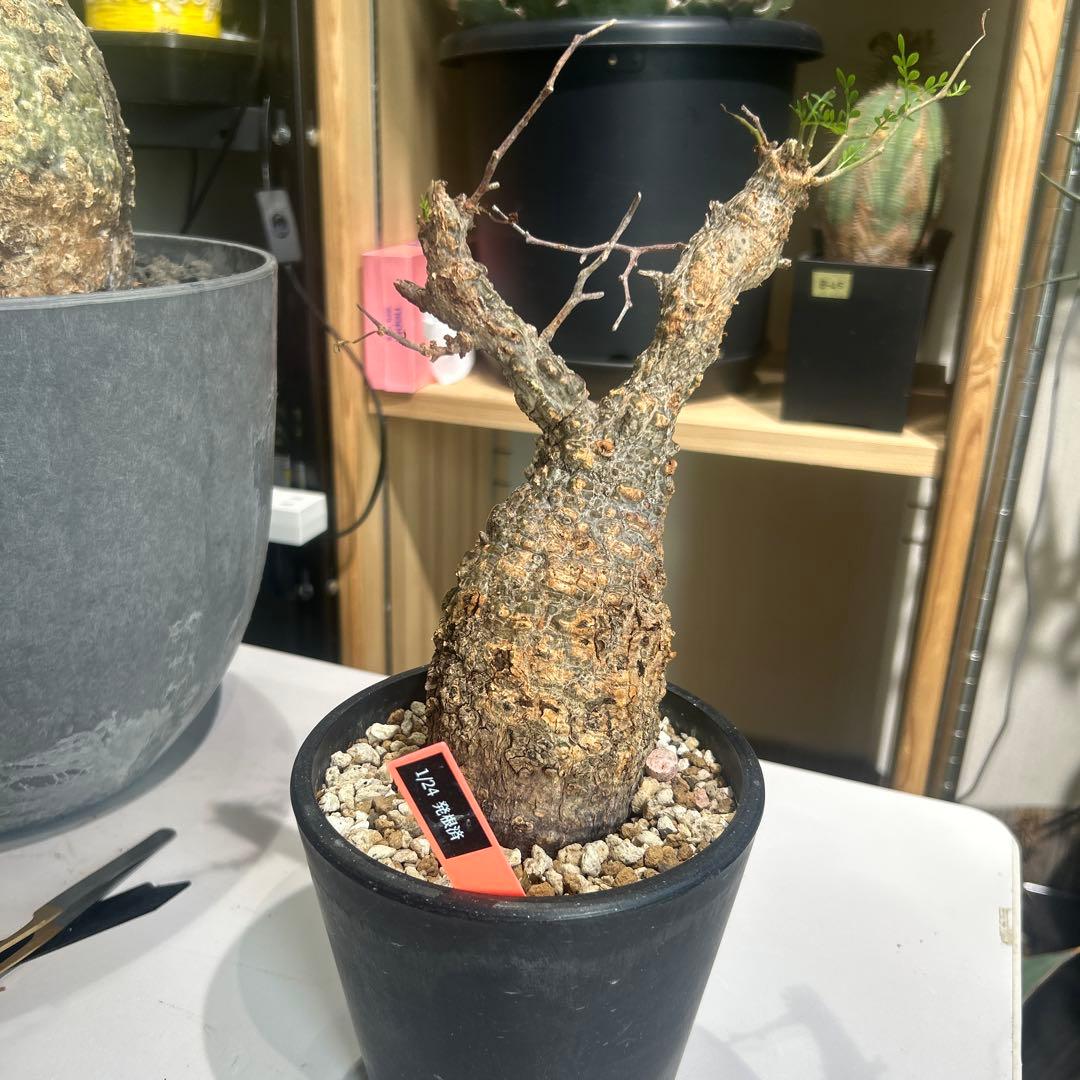 R ionさん専用　パキプス