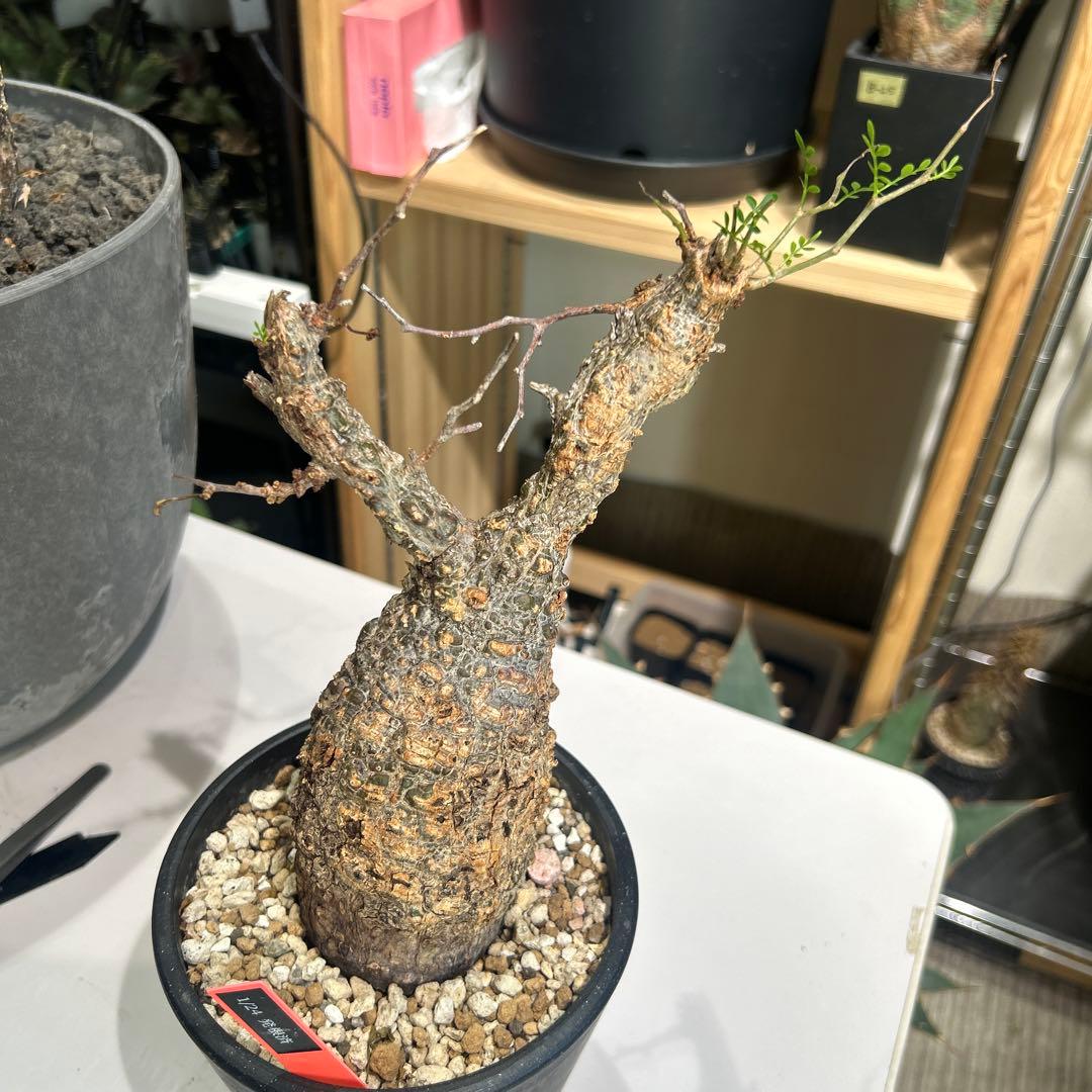 R ionさん専用　パキプス