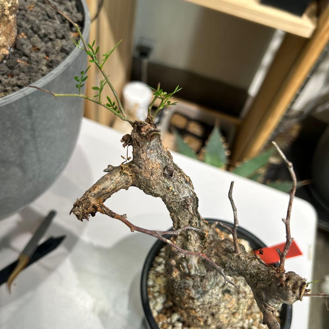 R ionさん専用　パキプス