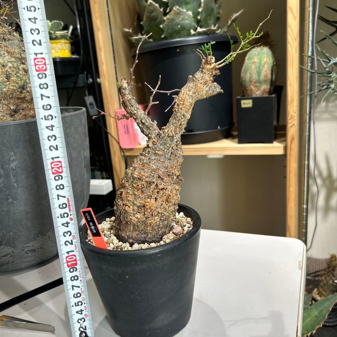 R ionさん専用　パキプス