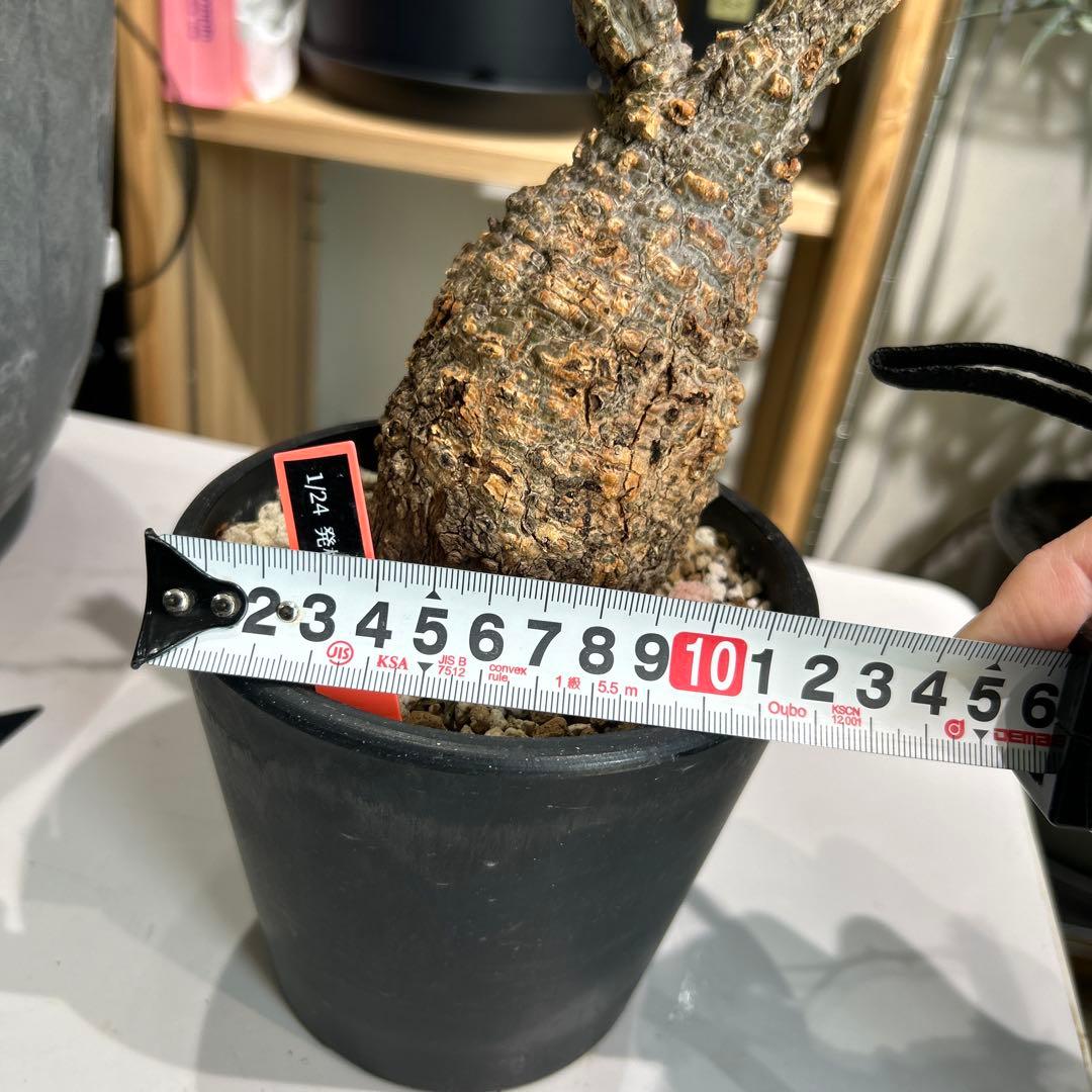 R ionさん専用　パキプス