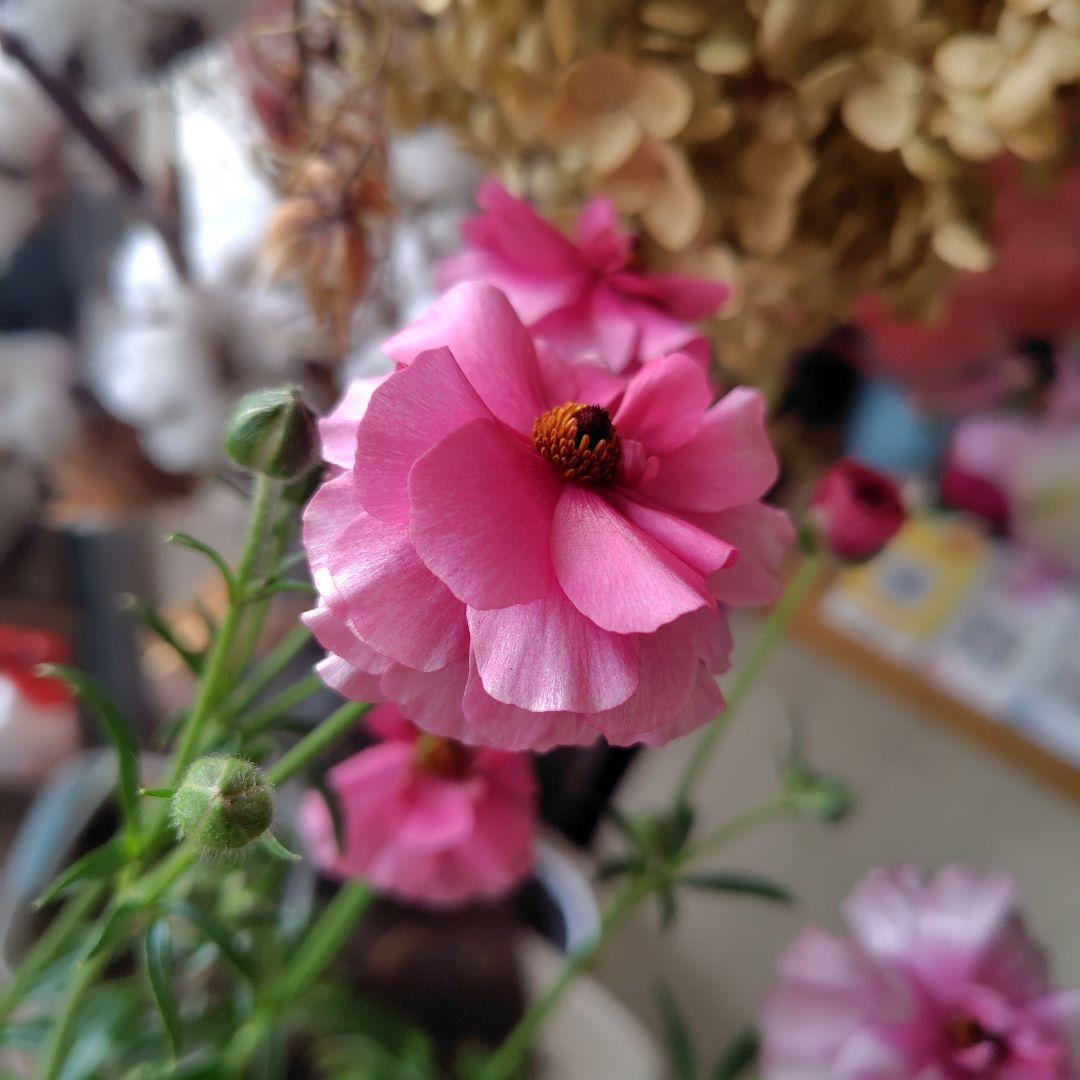 お買得！３鉢セット✺ジュピター＆エリス＆アリアドネ ラナンキュラスラックス