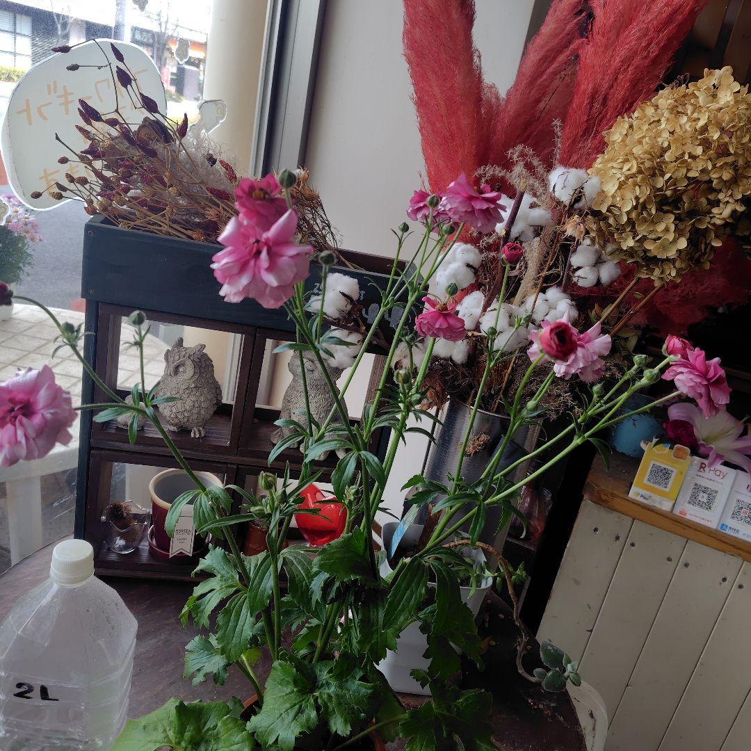 お買得！３鉢セット✺ジュピター＆エリス＆アリアドネ ラナンキュラスラックス