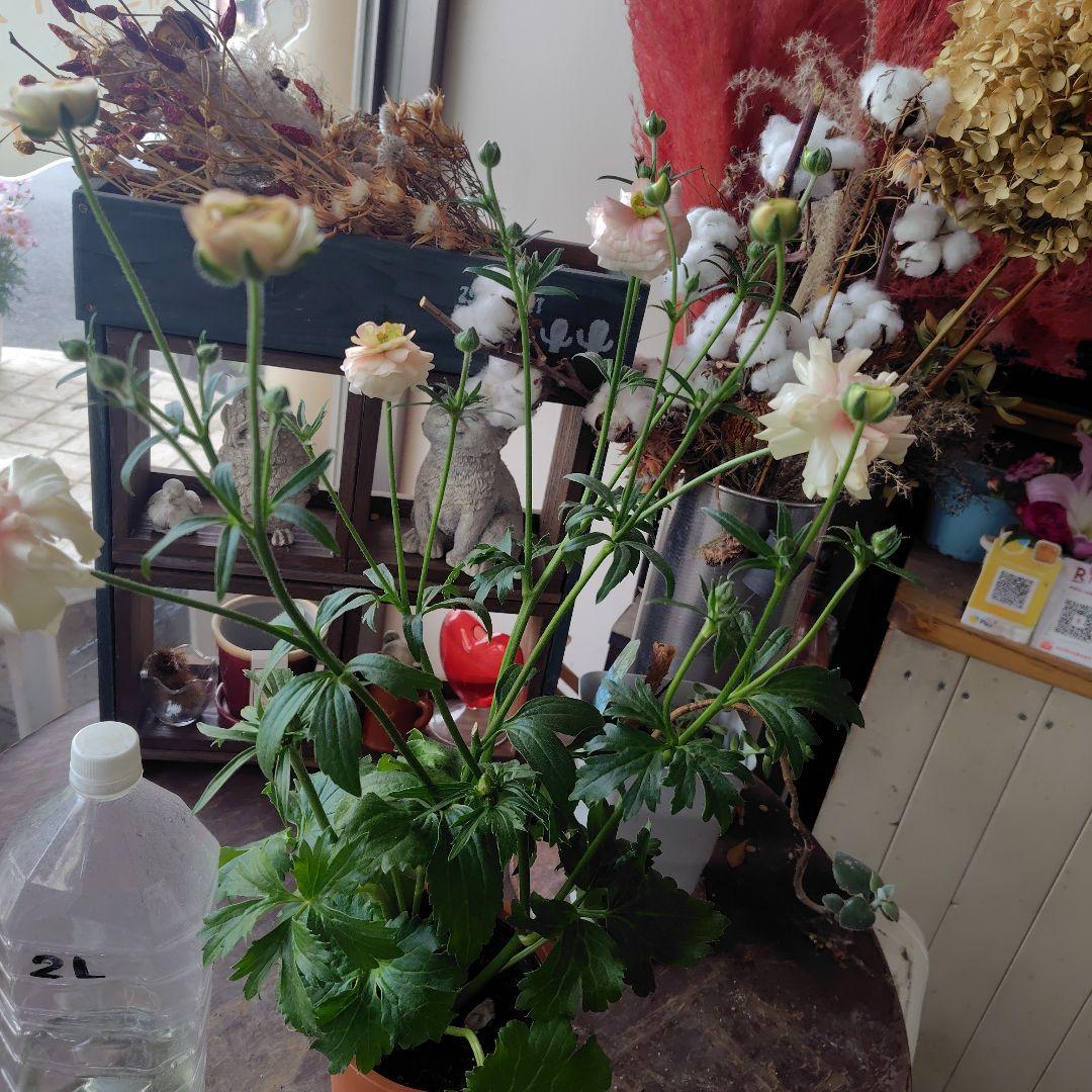 お買得！３鉢セット✺ジュピター＆エリス＆アリアドネ ラナンキュラスラックス