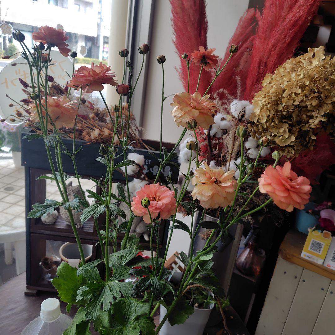 お買得！３鉢セット✺ジュピター＆エリス＆アリアドネ ラナンキュラスラックス