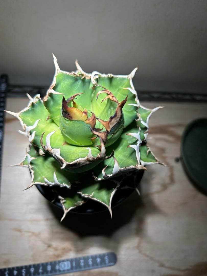 アガベ 赤猫　良形大株　鉢のまま発送可能