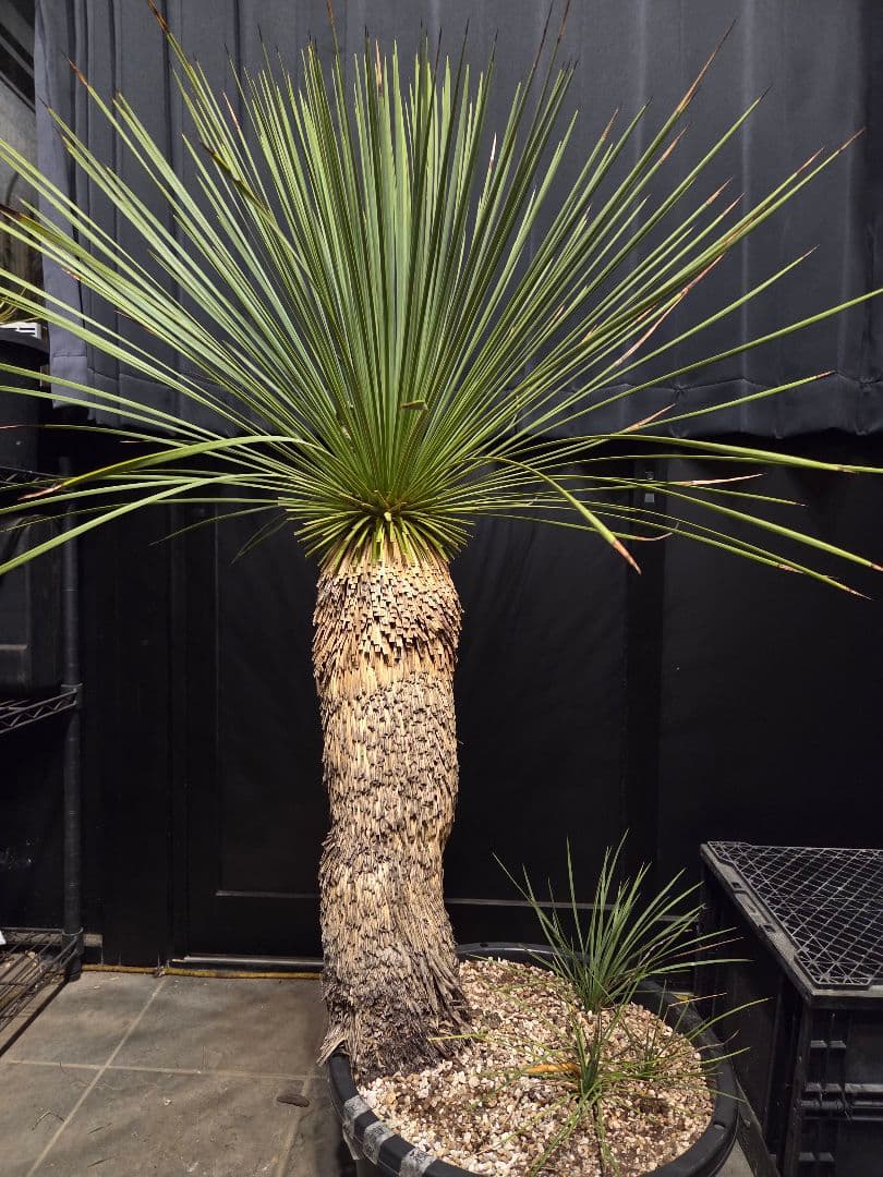 ユッカ リネアリフォリア 太株 (と)子株付き