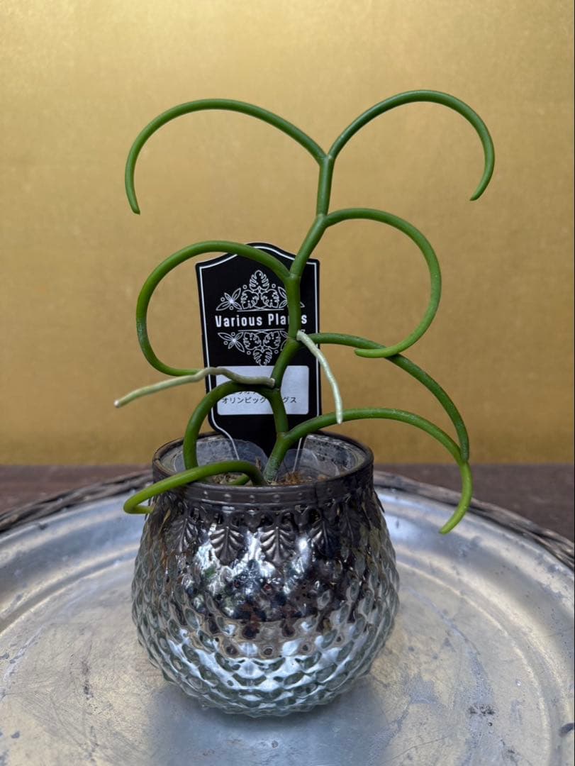 植物のみ　　オリンピックリングス　1