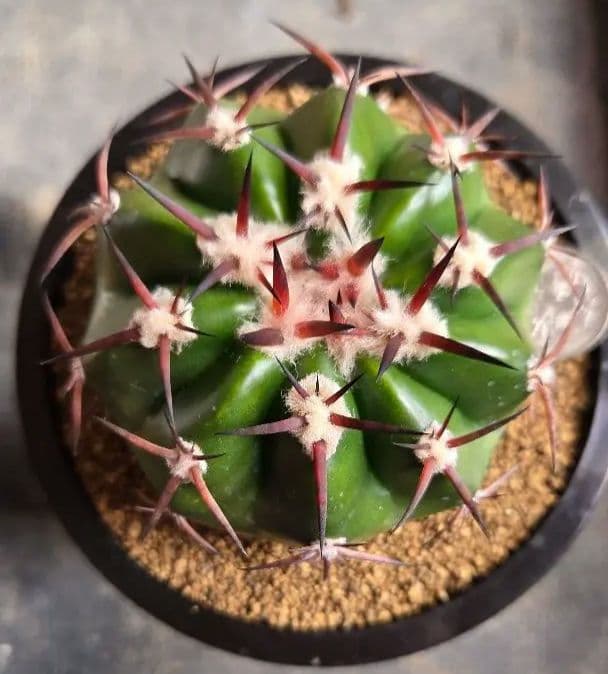 ディスコカクタス　ギガンティア