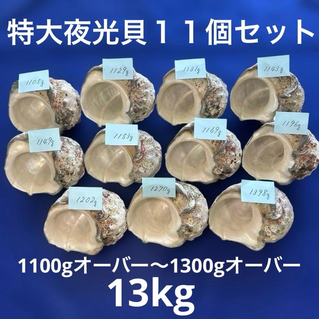 特大夜光貝　ヤコウ貝　まとめ売り　11個 約13kg アクセサリー　ルアー
