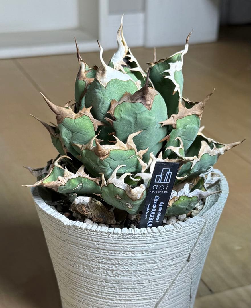 アガベ オアハカ オテロイ 現地球 活着済【陽炎・強鋸歯・子株2付】