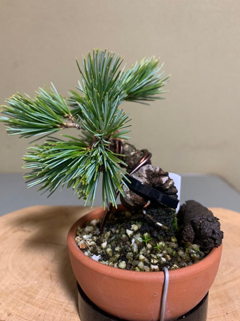 八房五葉松（宝来）の登場です