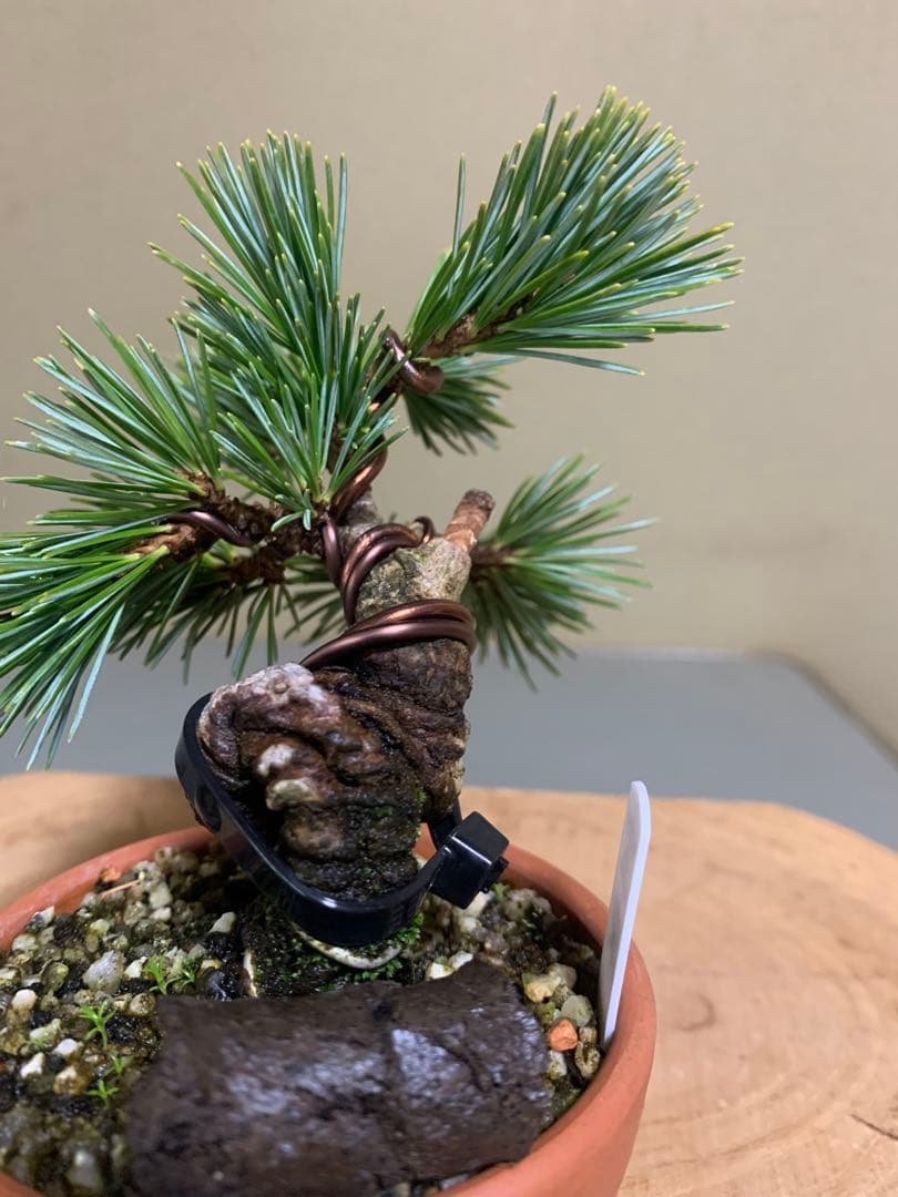 八房五葉松（宝来）の登場です