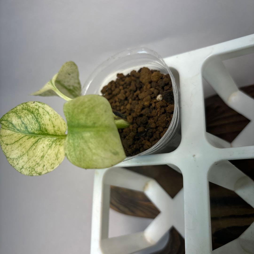 ケ*ン様 5株セット【特別選抜】ホワイトモンスター／天津蘭 モンステラ斑入り