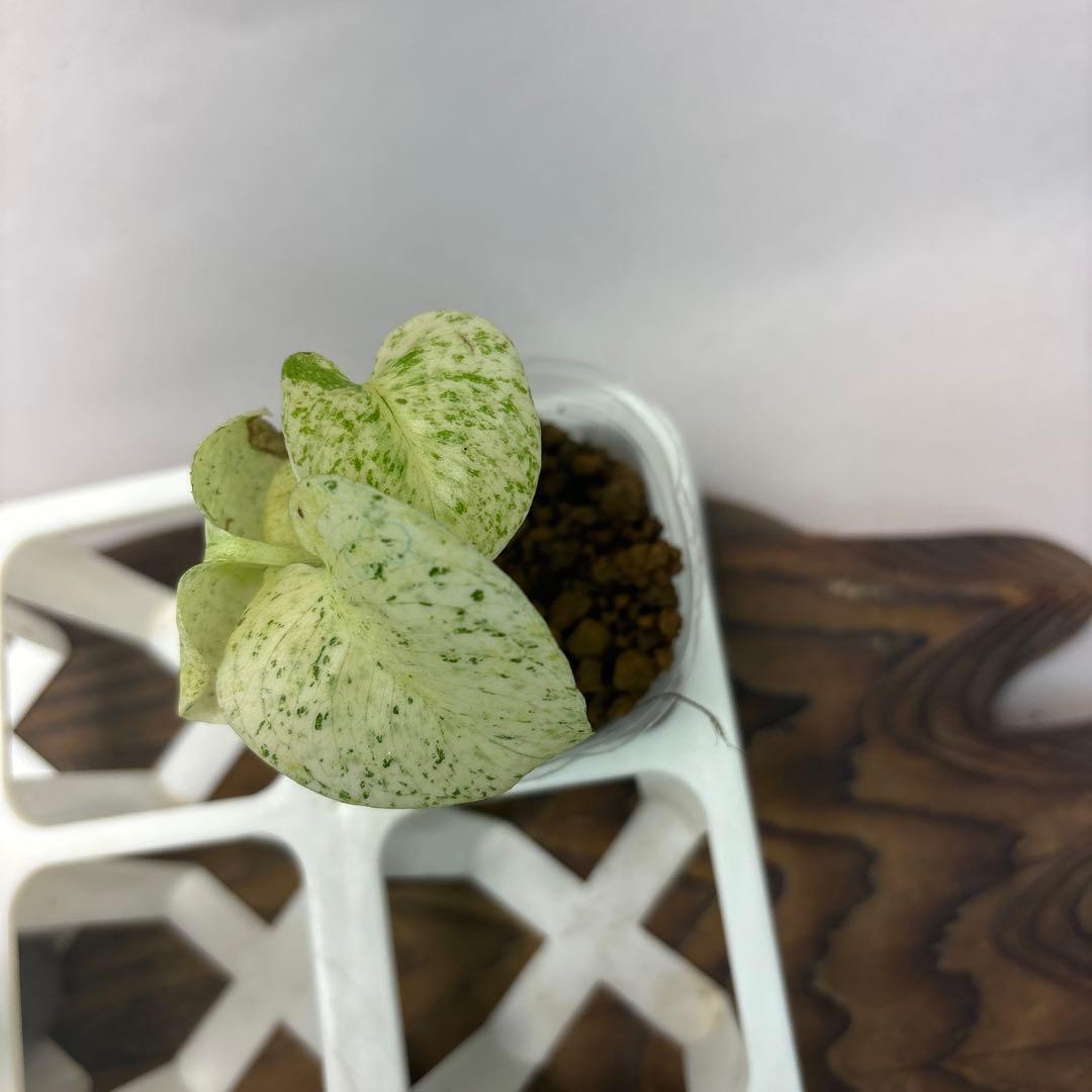 ケ*ン様 5株セット【特別選抜】ホワイトモンスター／天津蘭 モンステラ斑入り