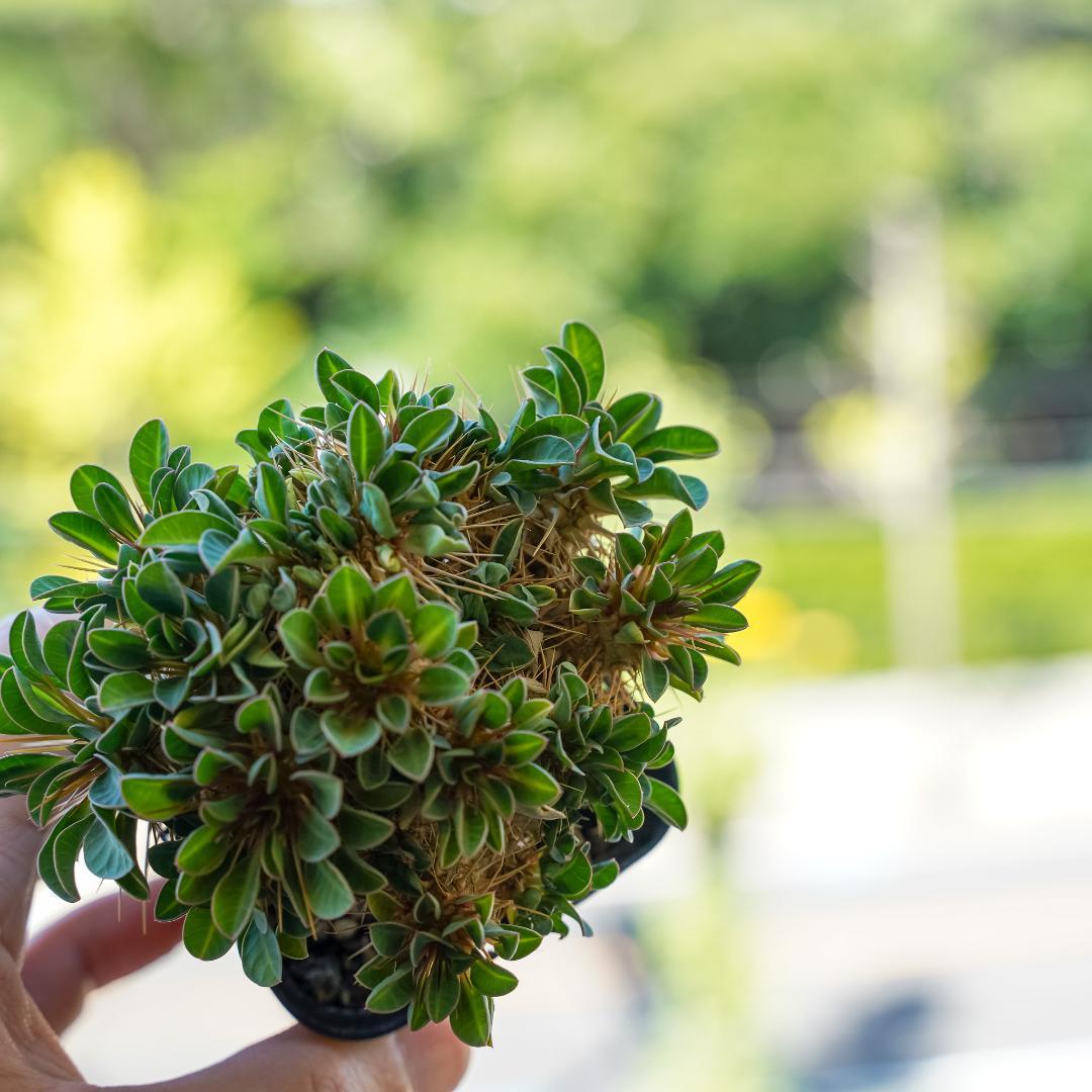 綴化 ユーフォルビア ギラウミニアナ 鉢ごと発送 実生株