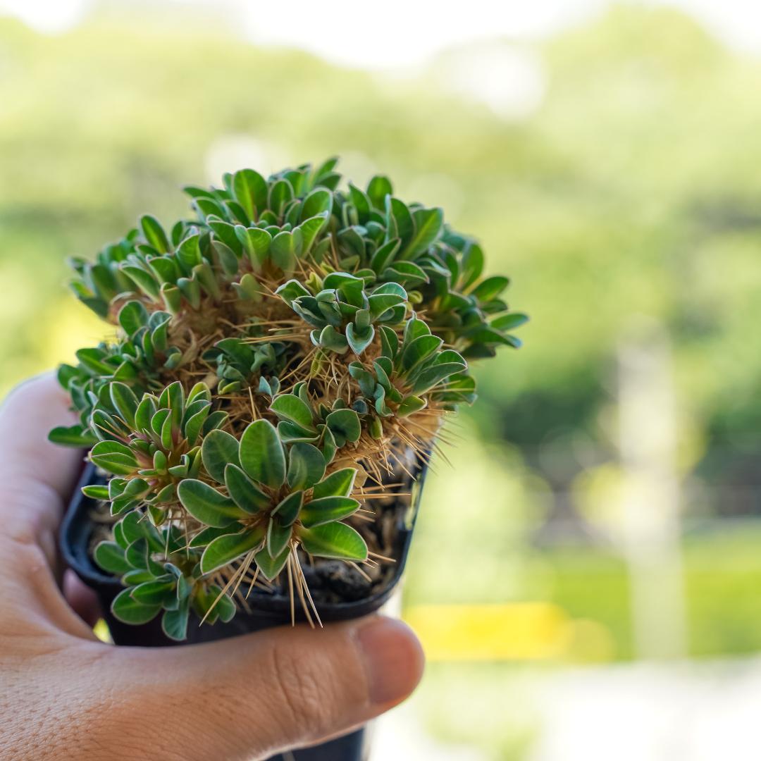 綴化 ユーフォルビア ギラウミニアナ 鉢ごと発送 実生株