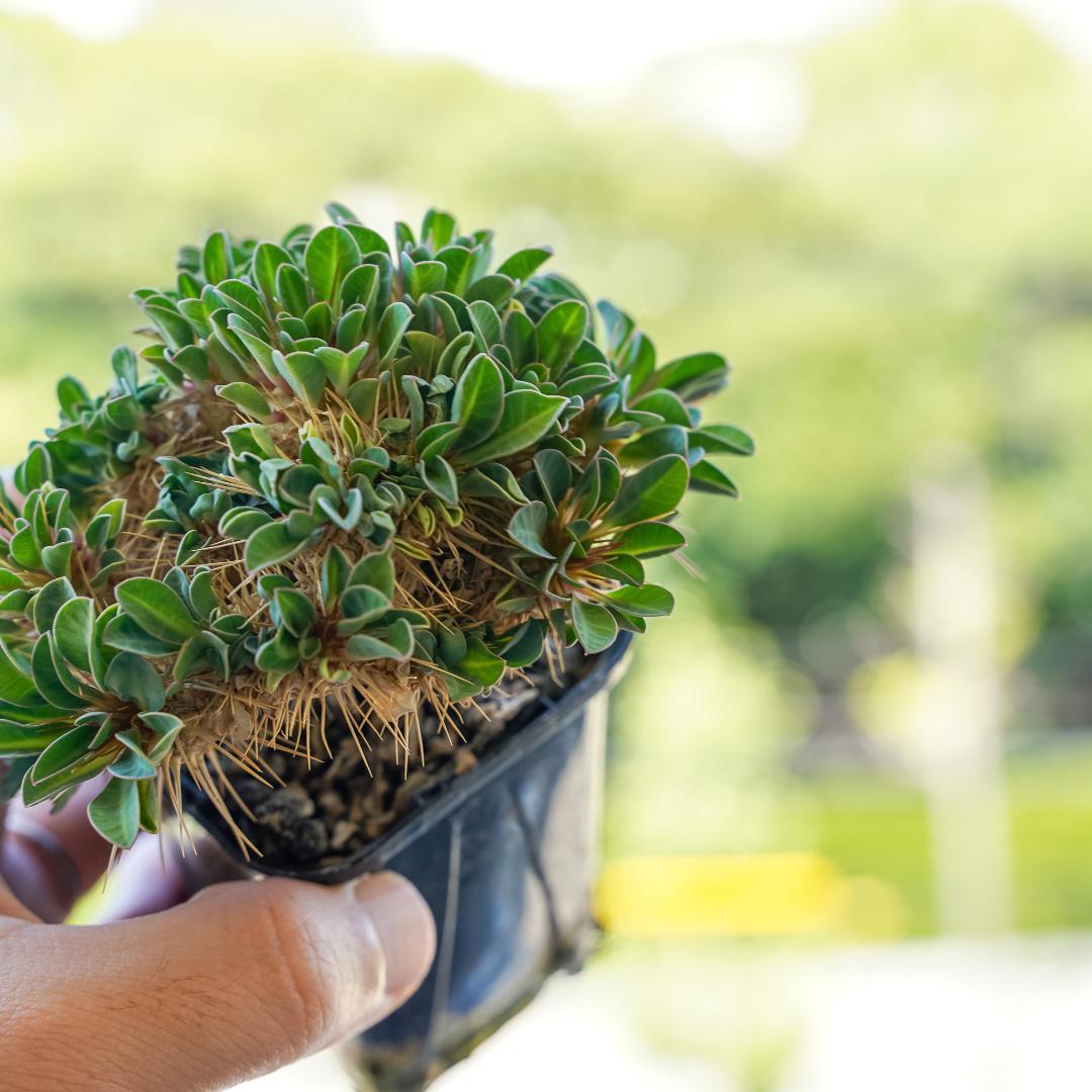 綴化 ユーフォルビア ギラウミニアナ 鉢ごと発送 実生株