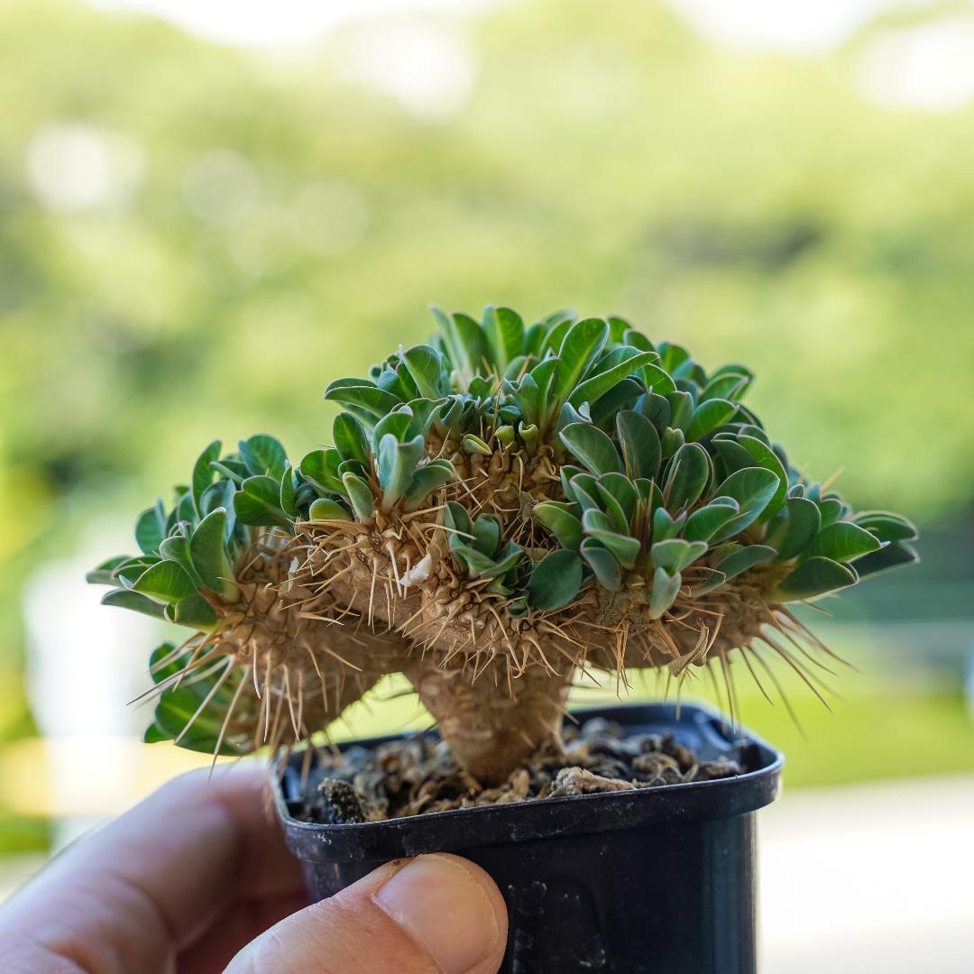 綴化 ユーフォルビア ギラウミニアナ 鉢ごと発送 実生株