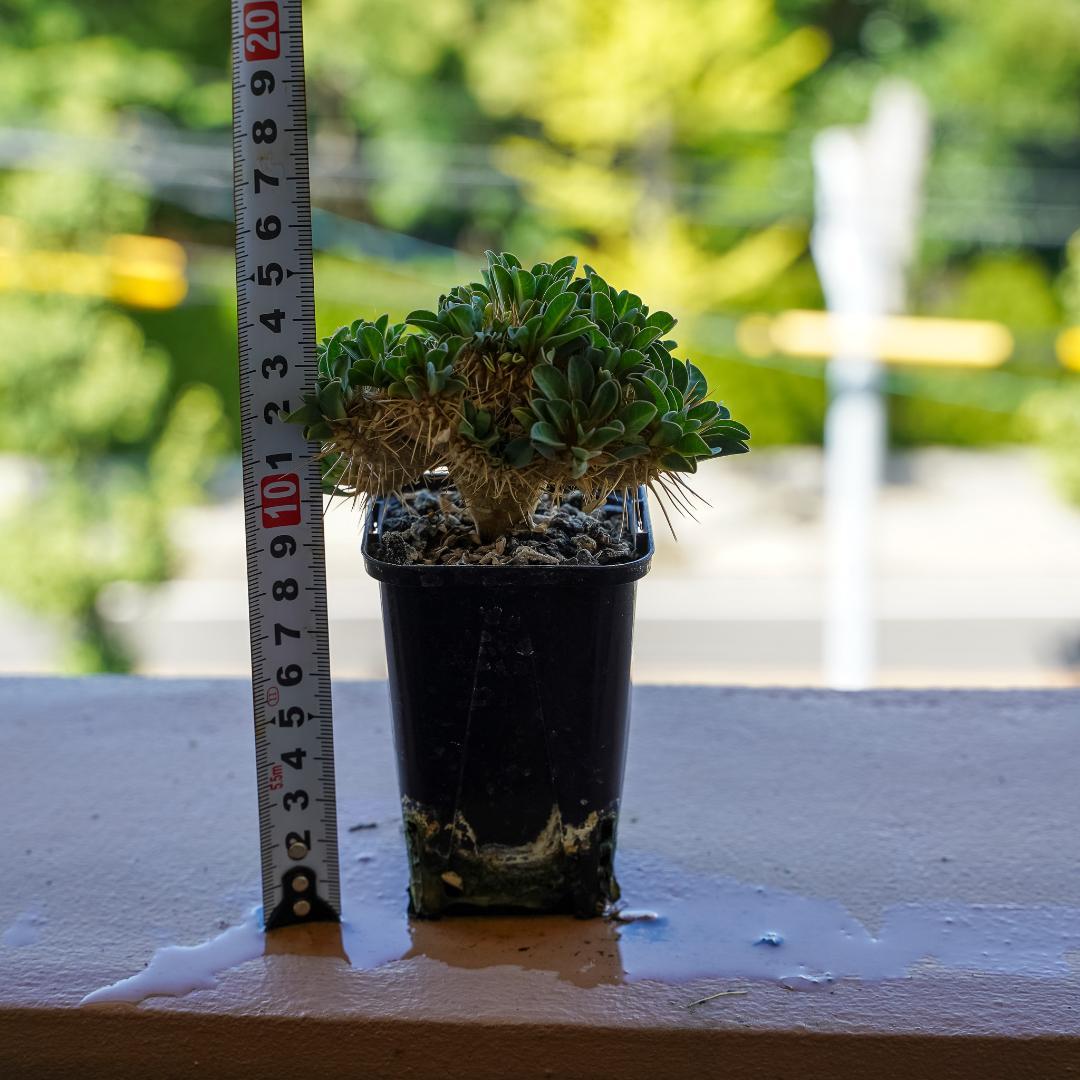 綴化 ユーフォルビア ギラウミニアナ 鉢ごと発送 実生株