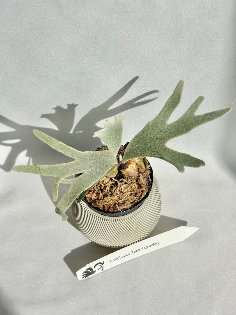 【メルカリ便】P. Willinckii Totoro' （spore）【97】